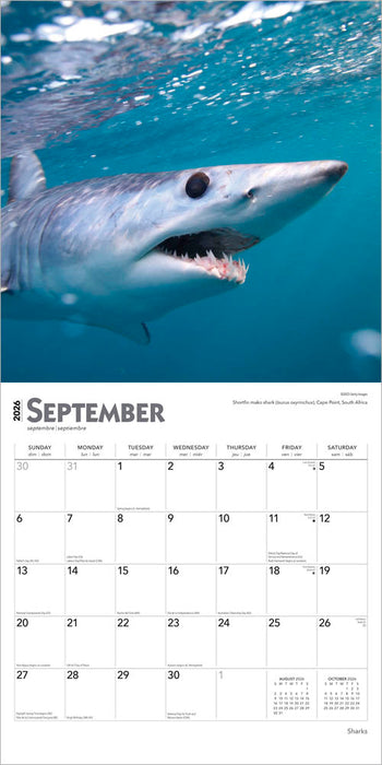Sharks 2026 Square Wall Calendar