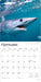 Sharks 2026 Square Wall Calendar