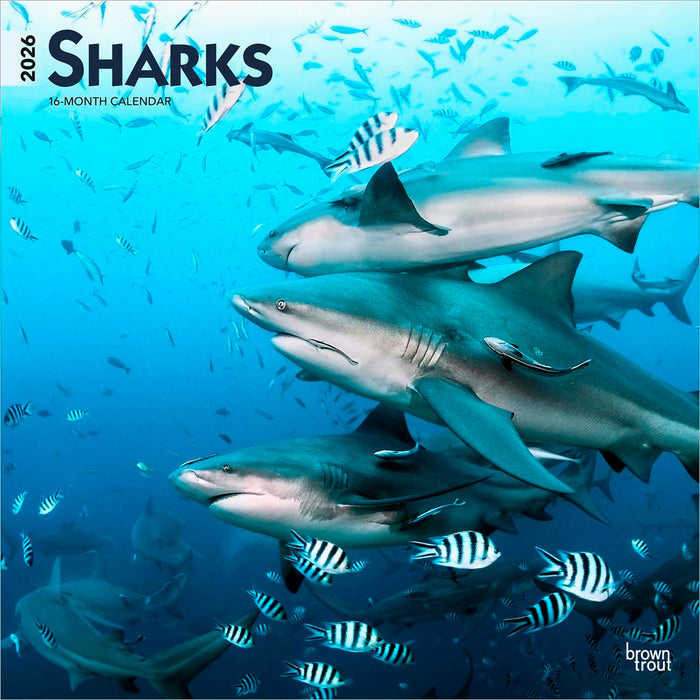 Sharks 2026 Square Wall Calendar