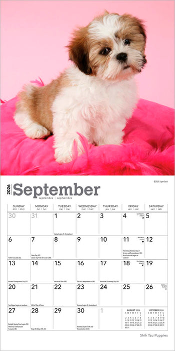 Shih Tzu Puppies 2026 Mini Wall Calendar