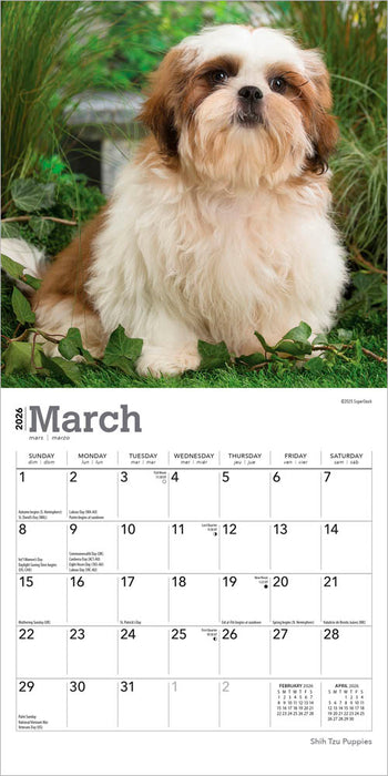 Shih Tzu Puppies 2026 Mini Wall Calendar