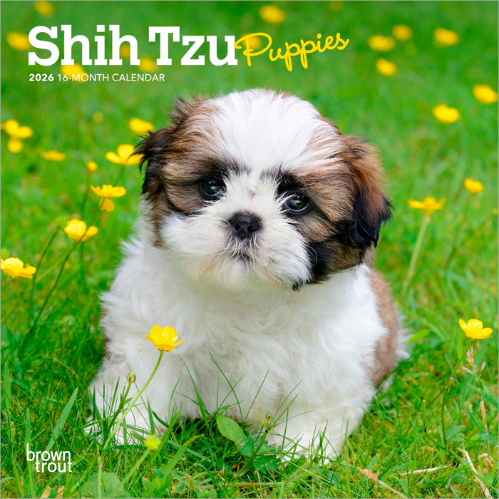 Shih Tzu Puppies 2026 Mini Wall Calendar