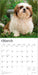 Shih Tzu Puppies 2026 Square Wall Calendar