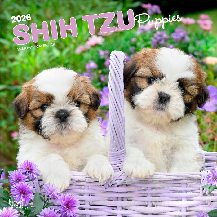 Shih Tzu Puppies 2026 Square Wall Calendar