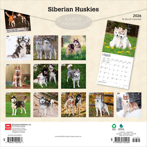 Siberian Huskies 2026 Square Wall Calendar