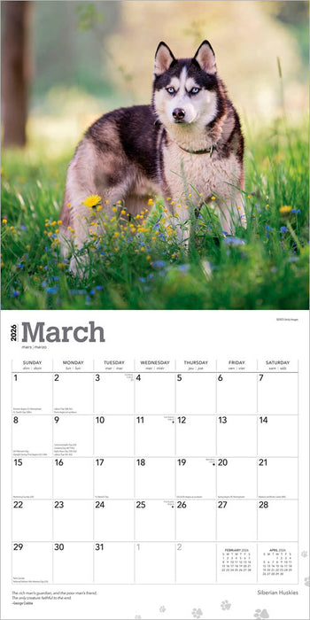 Siberian Huskies 2026 Square Wall Calendar