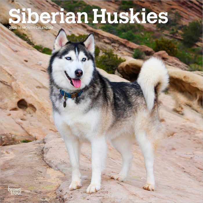 Siberian Huskies 2026 Square Wall Calendar