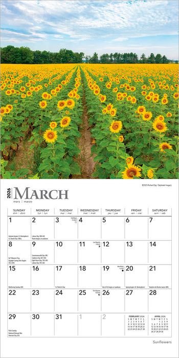 Sunflowers 2026 Mini Wall Calendar