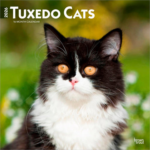 Tuxedo Cats 2026 Square Wall Calendar