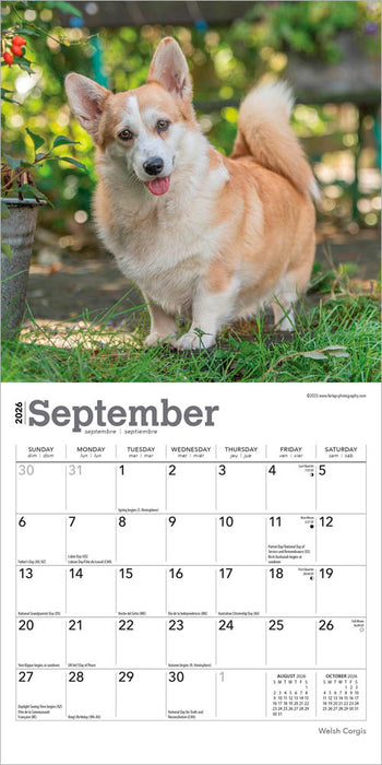 Welsh Corgis 2026 Mini Wall Calendar