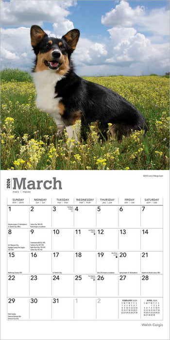 Welsh Corgis 2026 Mini Wall Calendar