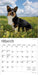 Welsh Corgis 2026 Mini Wall Calendar