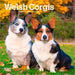 Welsh Corgis 2026 Mini Wall Calendar