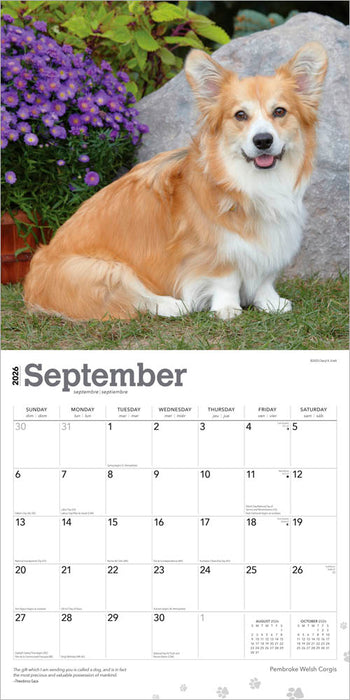 Pembroke Welsh Corgis 2026 Square Wall Calendar
