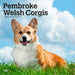 Pembroke Welsh Corgis 2026 Square Wall Calendar