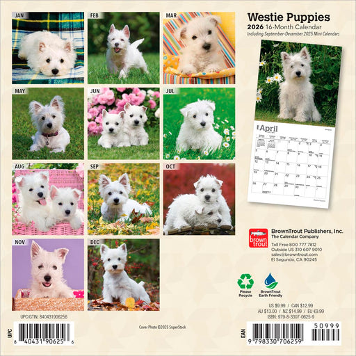 West Highland White Terrier Puppies 2026 Mini Wall Calendar