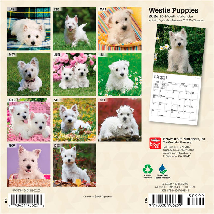 West Highland White Terrier Puppies 2026 Mini Wall Calendar