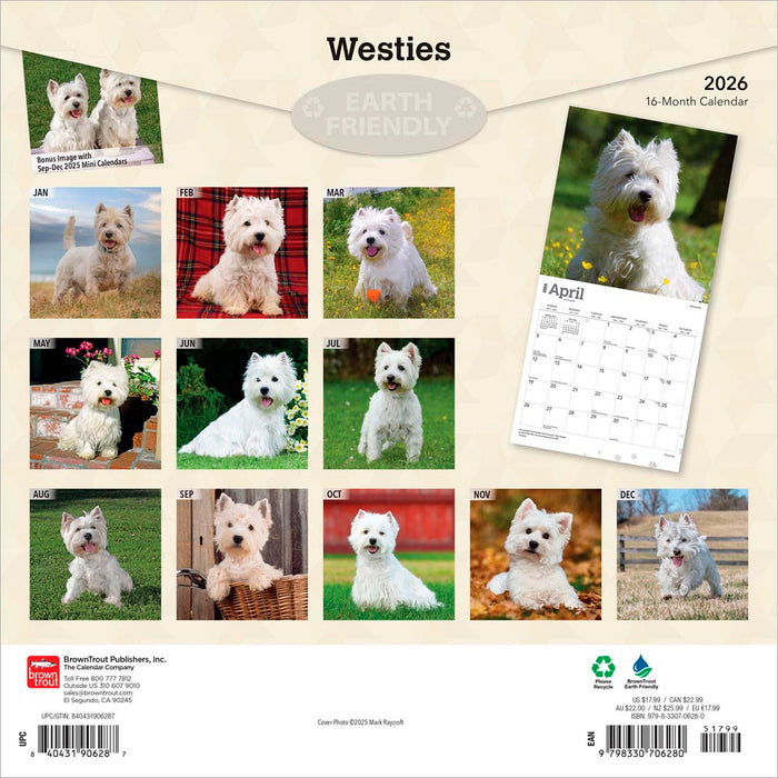 West Highland White Terriers 2026 Square Wall Calendar