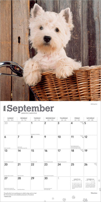 West Highland White Terriers 2026 Square Wall Calendar