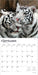 White Tigers 2026 Square Wall Calendar (Online Exclusive)