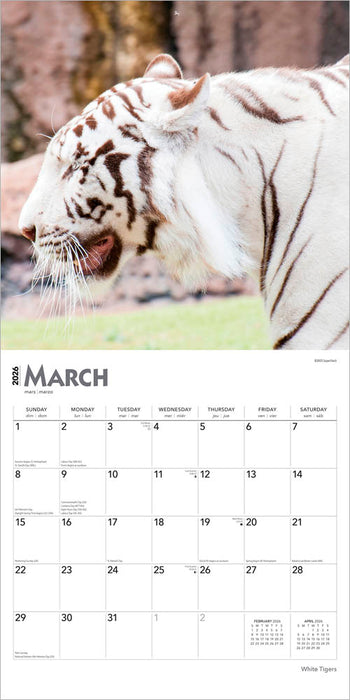 White Tigers 2026 Square Wall Calendar (Online Exclusive)