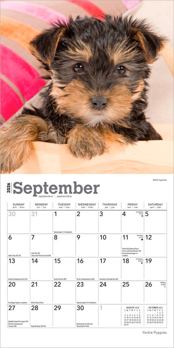 Yorkshire Terrier Puppies 2026 Mini Wall Calendar