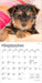 Yorkshire Terrier Puppies 2026 Mini Wall Calendar
