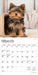 Yorkshire Terrier Puppies 2026 Mini Wall Calendar