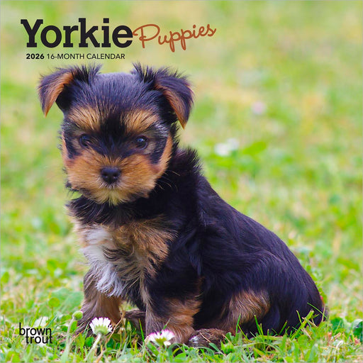 Yorkshire Terrier Puppies 2026 Mini Wall Calendar