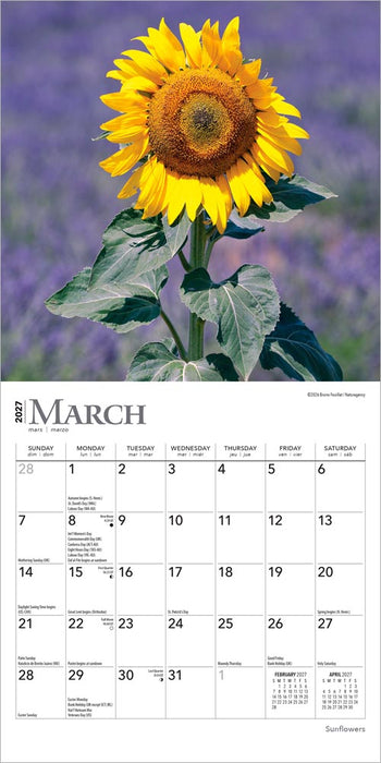 Sunflowers 2027 Mini Wall Calendar