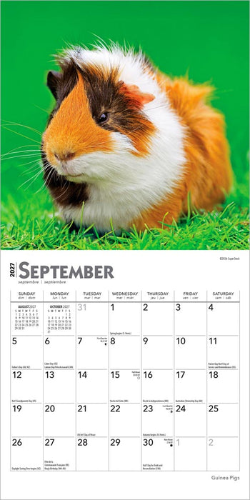 Guinea Pigs 2027 Mini Wall Calendar