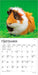 Guinea Pigs 2027 Mini Wall Calendar