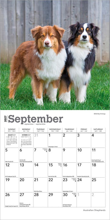 Australian Shepherds 2027 Mini Wall Calendar