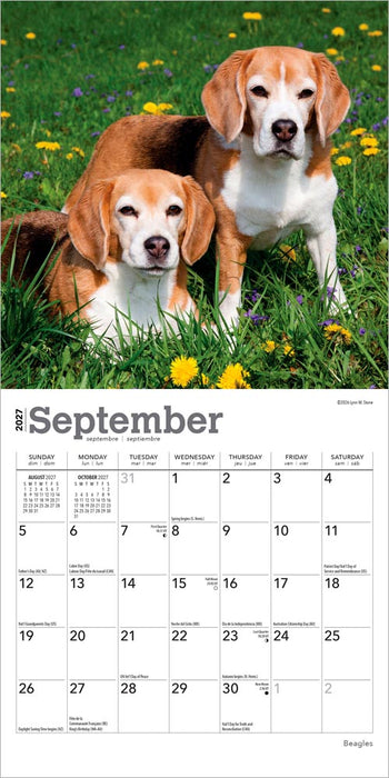 Beagles 2027 Mini Wall Calendar