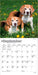Beagles 2027 Mini Wall Calendar