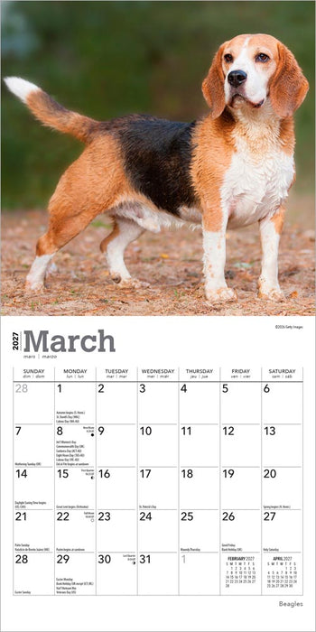 Beagles 2027 Mini Wall Calendar