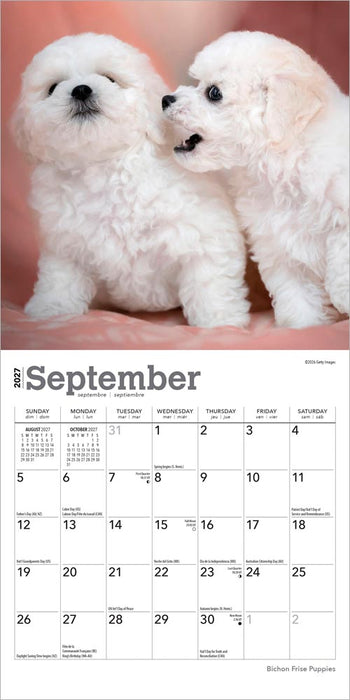 Bichon Frise Puppies 2027 Mini Wall Calendar