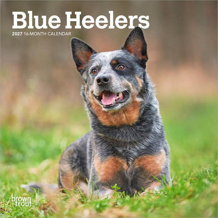Blue Heelers 2027 Mini Wall Calendar