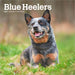 Blue Heelers 2027 Mini Wall Calendar