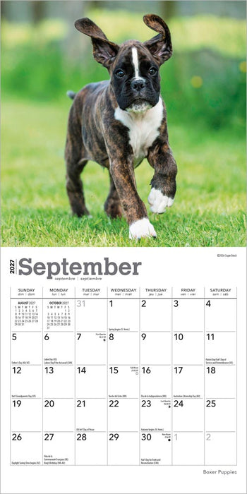 Boxer Puppies 2027 Mini Wall Calendar