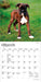 Boxer Puppies 2027 Mini Wall Calendar