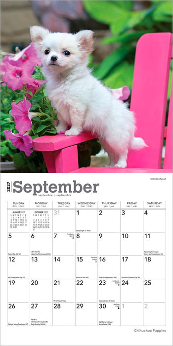 Chihuahua Puppies 2027 Mini Wall Calendar