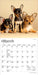 Chihuahua Puppies 2027 Mini Wall Calendar