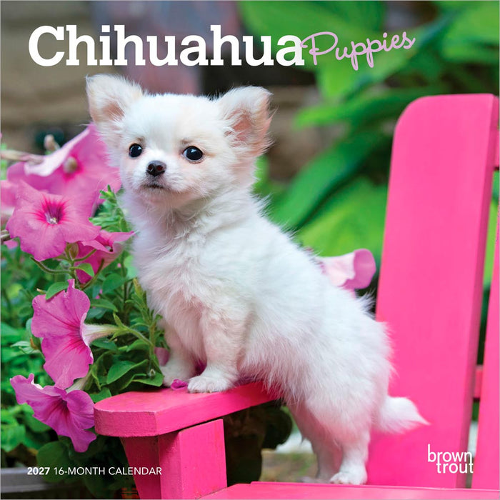 Chihuahua Puppies 2027 Mini Wall Calendar