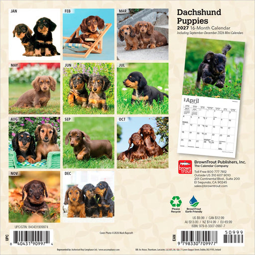 Dachshund Puppies 2027 Mini Wall Calendar