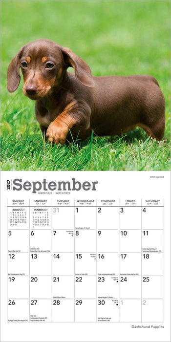 Dachshund Puppies 2027 Mini Wall Calendar
