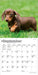 Dachshund Puppies 2027 Mini Wall Calendar