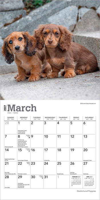 Dachshund Puppies 2027 Mini Wall Calendar