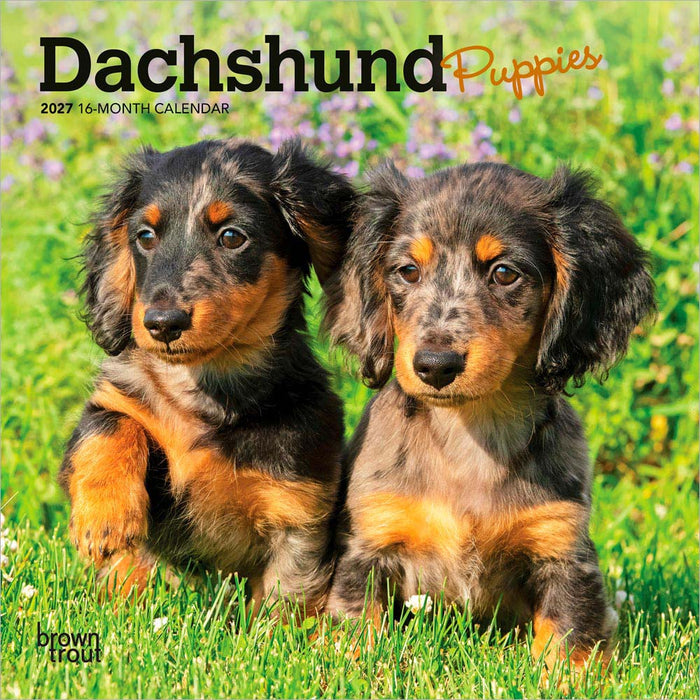 Dachshund Puppies 2027 Mini Wall Calendar