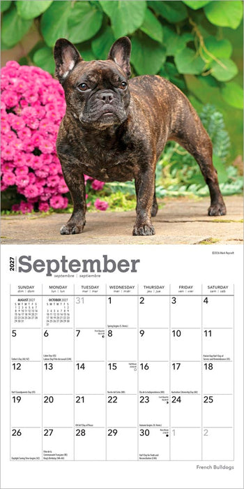 French Bulldogs 2027 Mini Wall Calendar